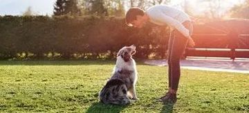 The Top Keys to Successful Dog Training by Sierra Canine